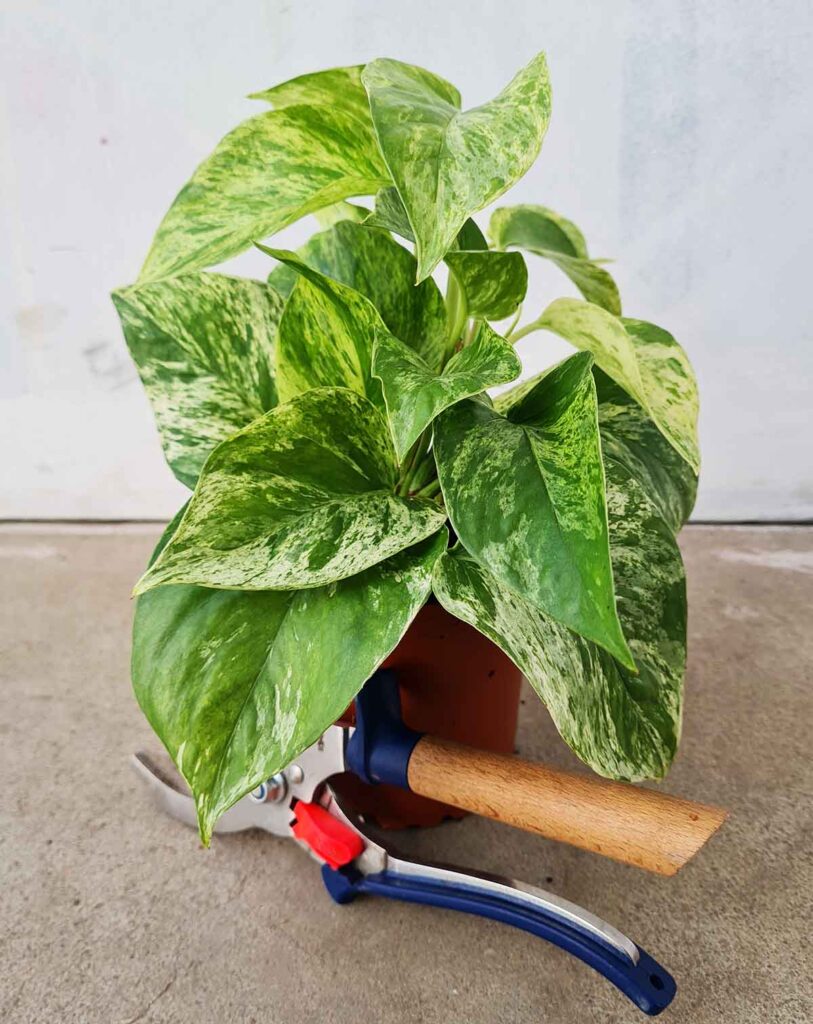 Epipremnum aureum &lsquo;Marble Queen&rsquo;_23 Degre_Pot de 12/13cm