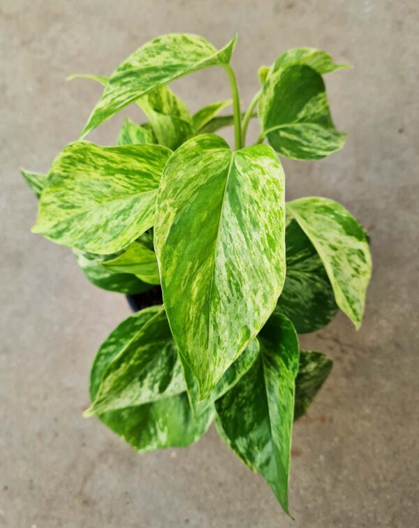 Epipremnum aureum 'Marble Queen' – Image 4