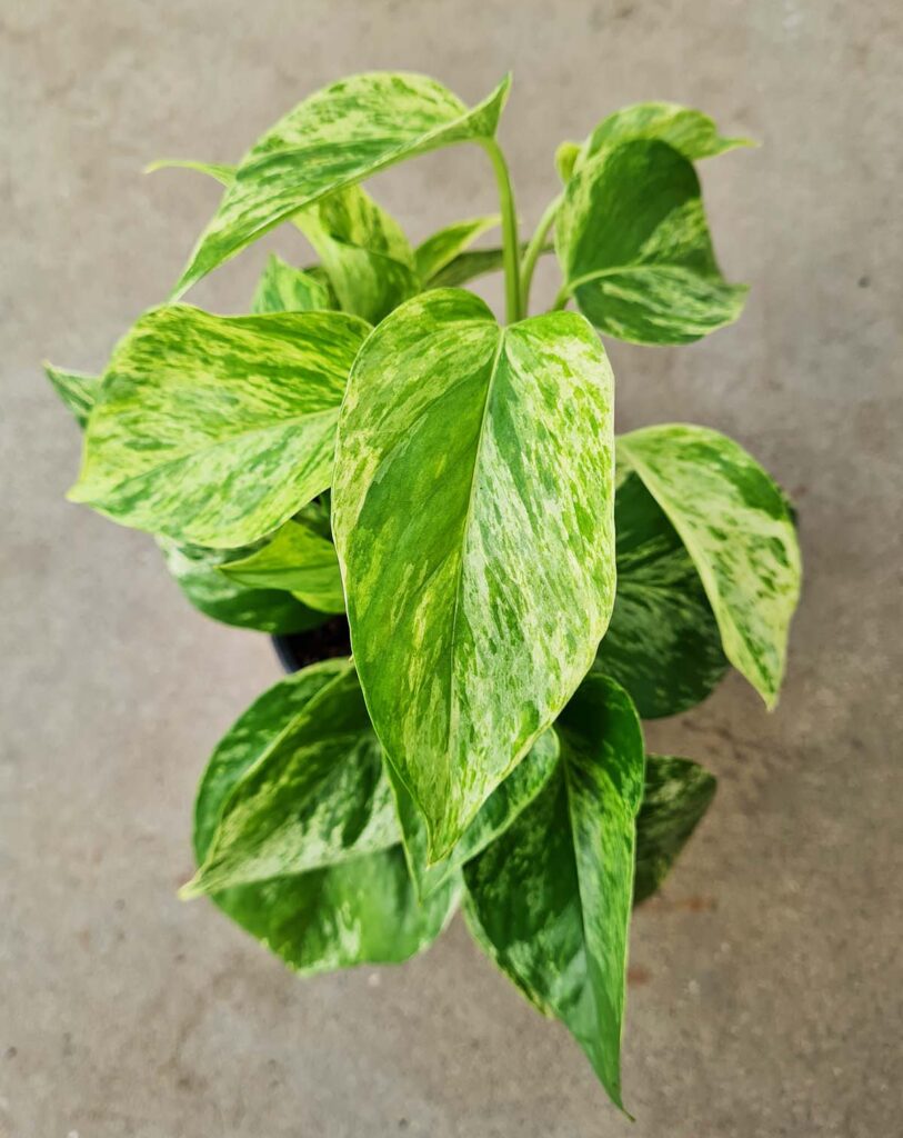 Epipremnum aureum &lsquo;Marble Queen&rsquo;_23 Degre_Pot de 12/13cm