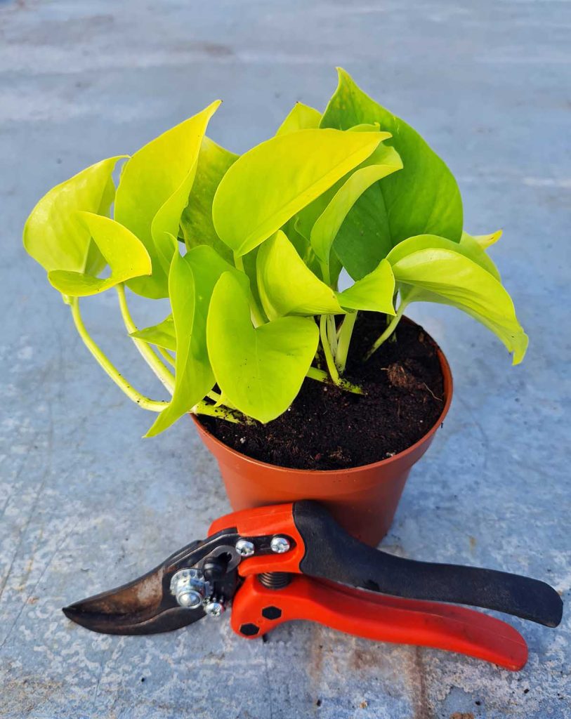 Epipremnum aureum ‘Neon’_23 Degre_Pot de 12/13cm
