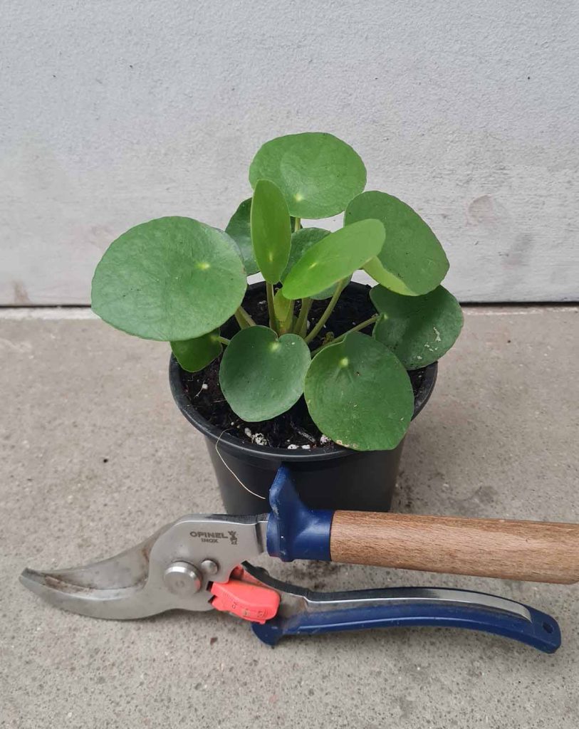 Pilea peperomioides_23 Degre_Pot de 9/11cm