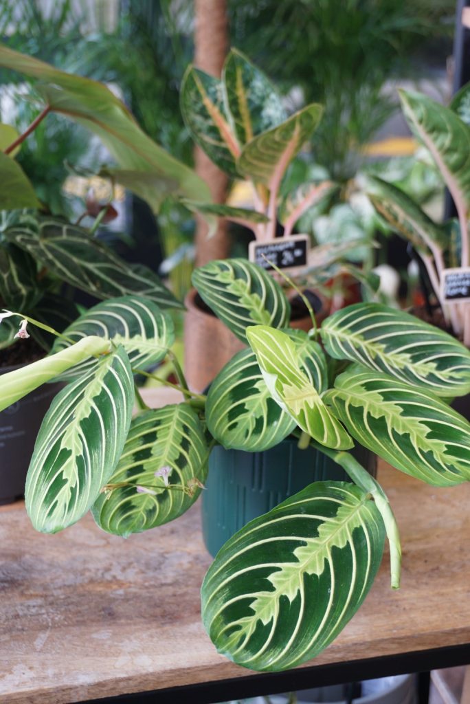 Maranta Lemon Lime_Studio Plantes_Pot de 12cm