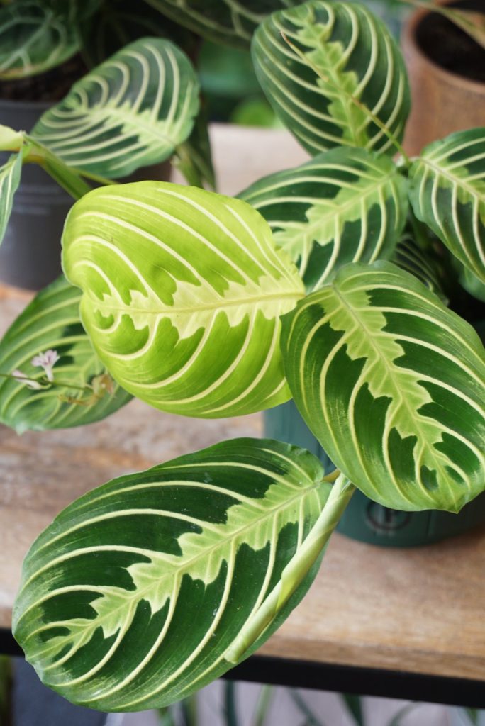 Maranta Lemon Lime_Studio Plantes_Pot de 12cm