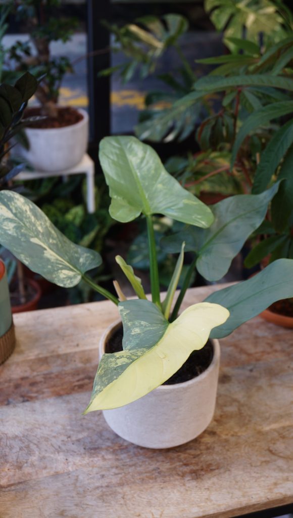 Philodendron Silver Sword Variegata_Studio Plantes_Pot de 12cm