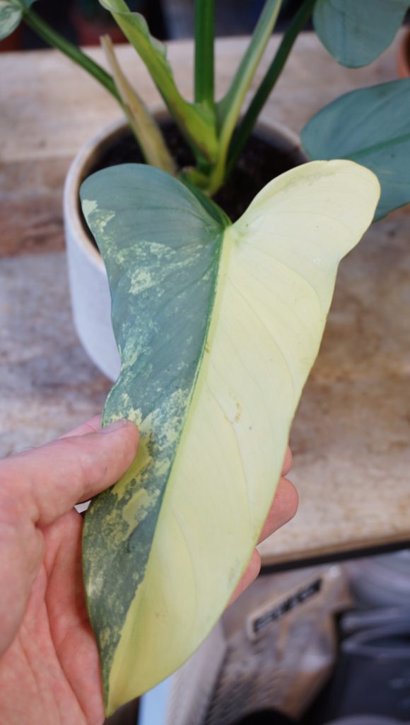 Philodendron Silver Sword Variegata_Studio Plantes_Pot de 12cm