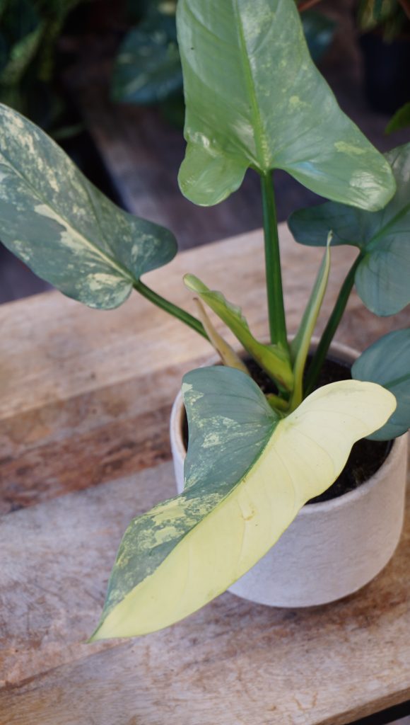Philodendron Silver Sword Variegata_Studio Plantes_Pot de 12cm