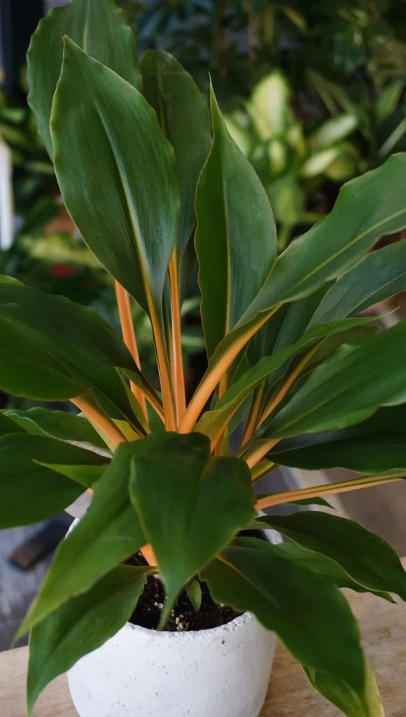 Chlorophytum Green Orange_Studio Plantes_Pot de 12cm