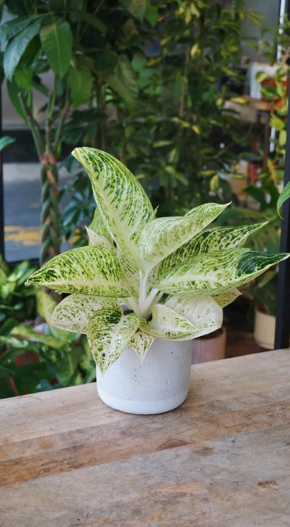 Aglaonema Polar Springtime_Studio Plantes_Pot de 12cm