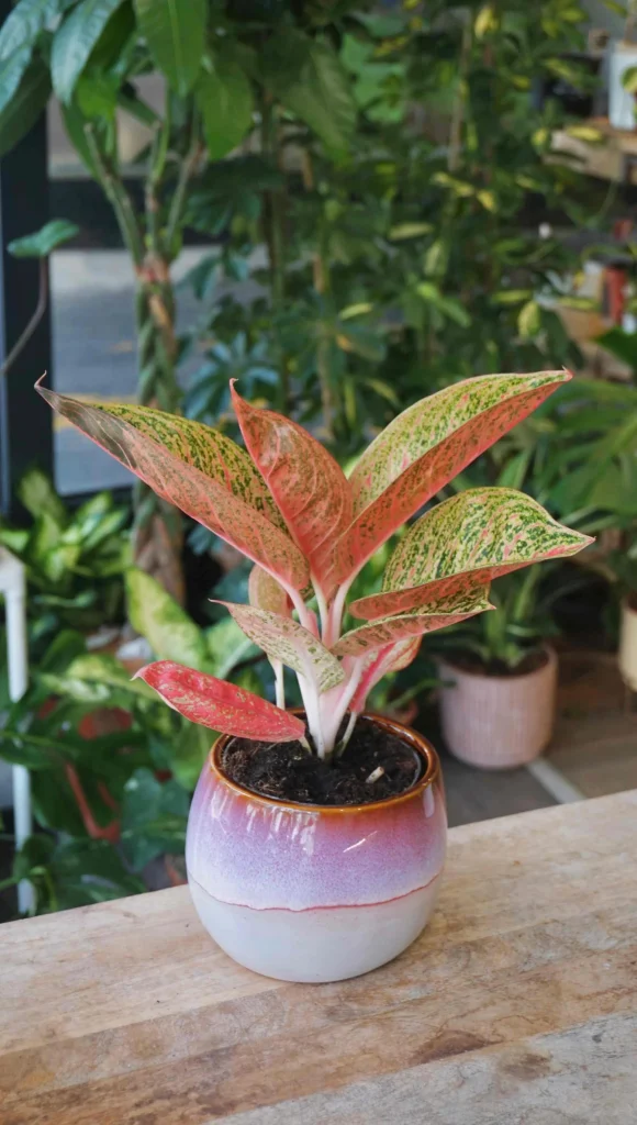 Aglaonema Romance Red_Studio Plantes_Pot de 12cm