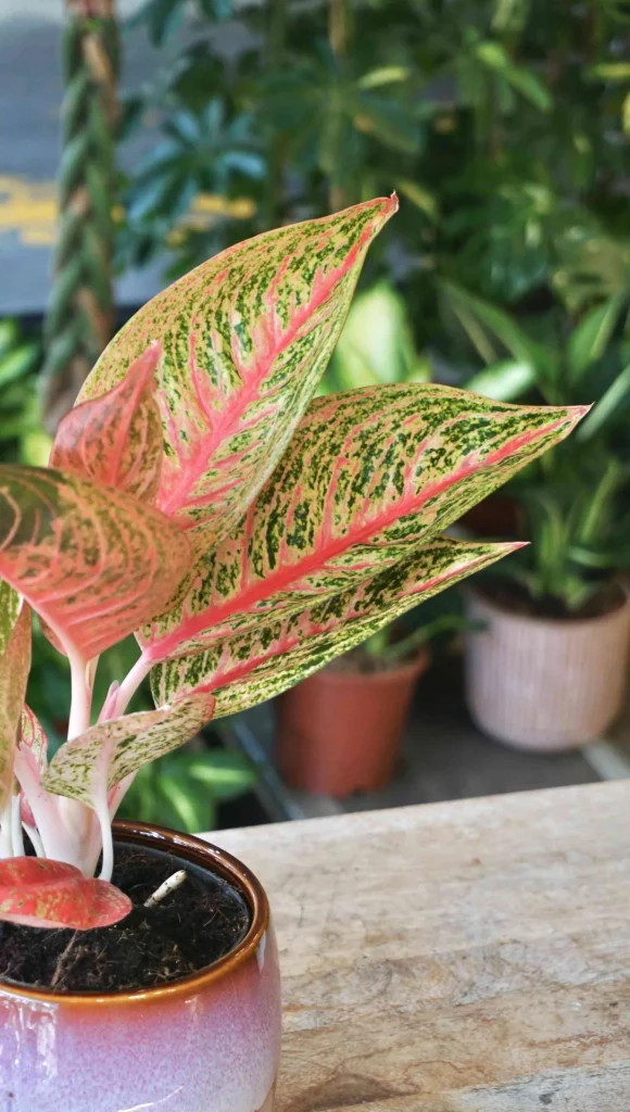Aglaonema Romance Red_Studio Plantes_Pot de 12cm