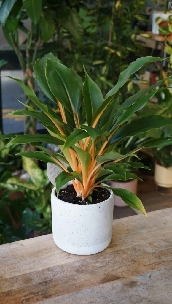 Chlorophytum Green Orange_Studio Plantes_Pot de 12cm