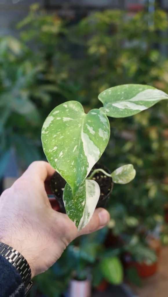 Monstera thai constellation baby_Studio Plantes_Pot de 6cm