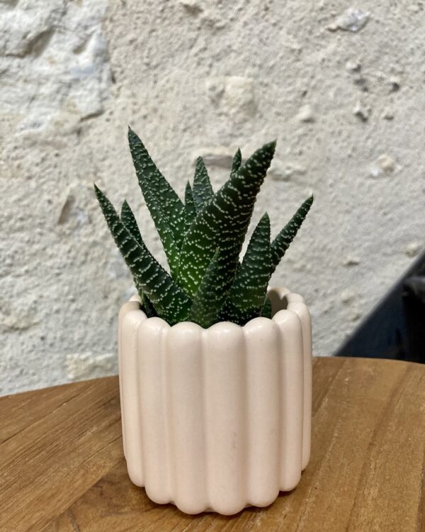 Cache pot beige en Jesmonite (matière naturelle)