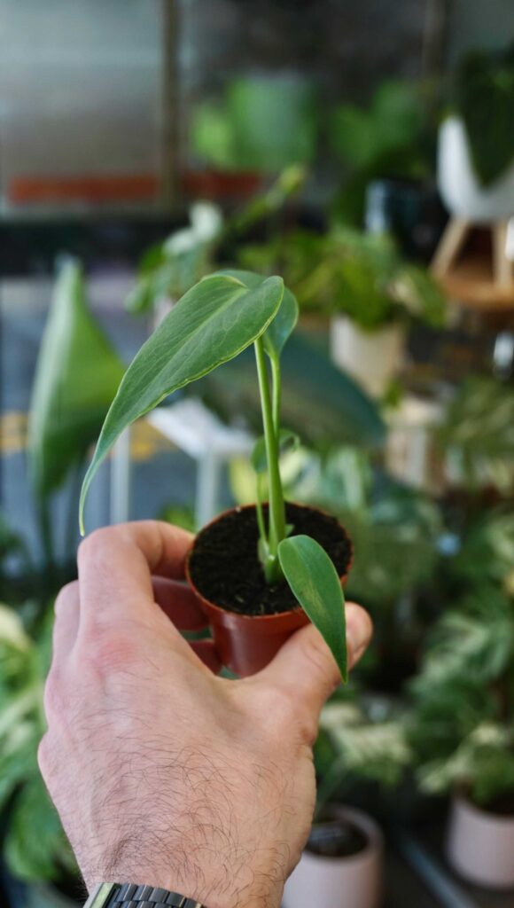 Monstera Burle Marx Flame (baby)_Studio Plantes_Pot de 6cm