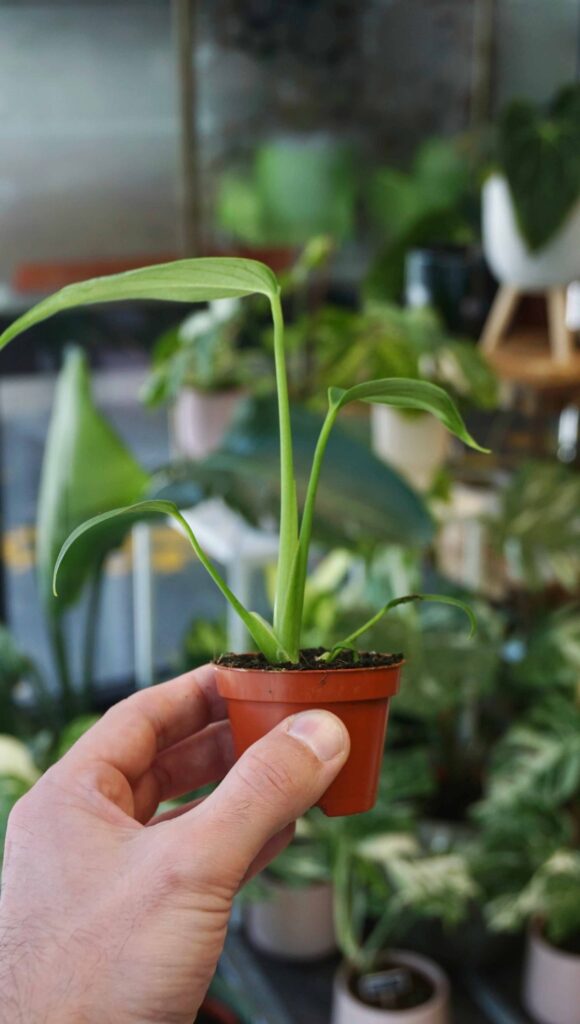 Monstera Burle Marx Flame (baby)_Studio Plantes_Pot de 6cm