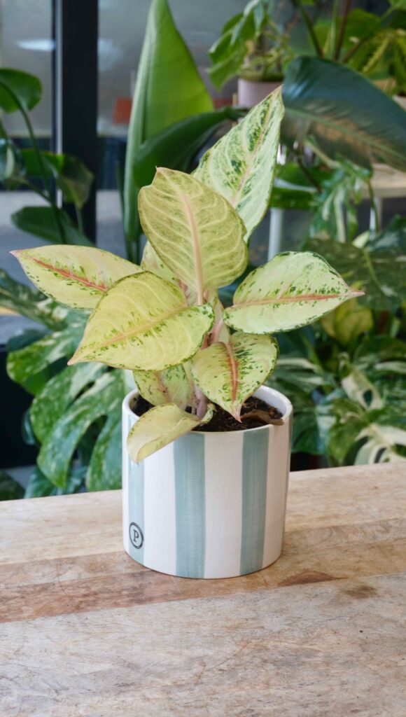 Aglaonema Chartreuse Pretty_Studio Plantes_Pot de 12cm