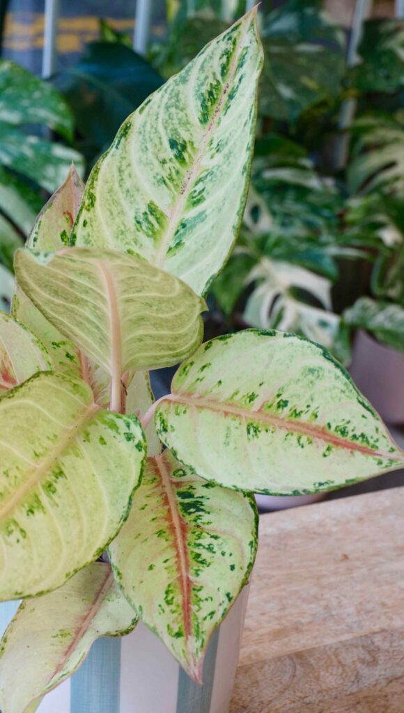 Aglaonema Chartreuse Pretty_Studio Plantes_Pot de 12cm