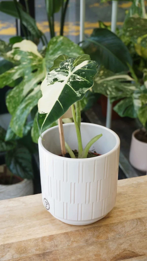 Alocasia Frydek Variegata_Studio Plantes_Pot de 8cm