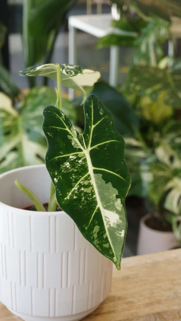 Alocasia Frydek Variegata_Studio Plantes_Pot de 8cm