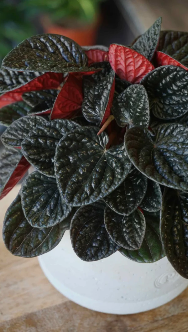 Peperomia Chocolat – Image 2