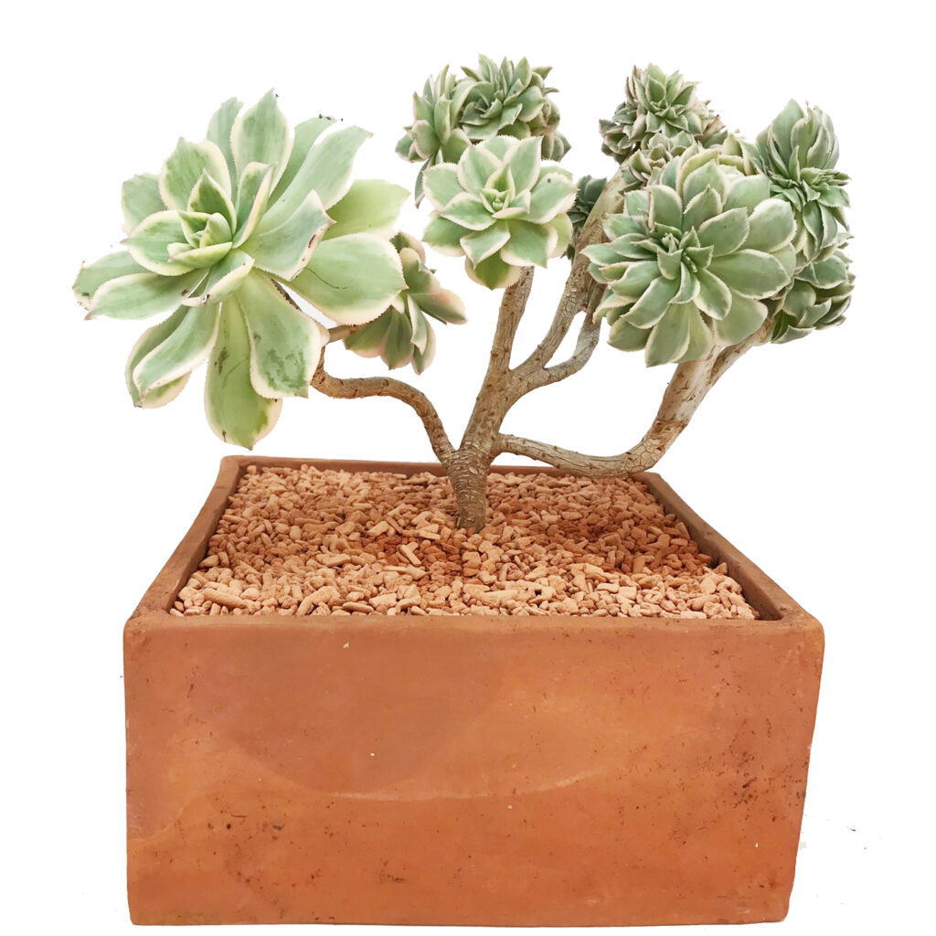 Aeonium ‘Sunburst’ form. Cristata