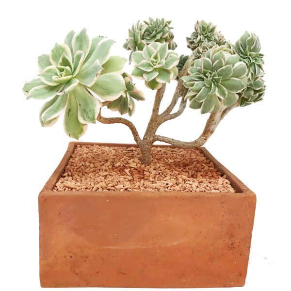 Aeonium ‘Sunburst’ form. Cristata