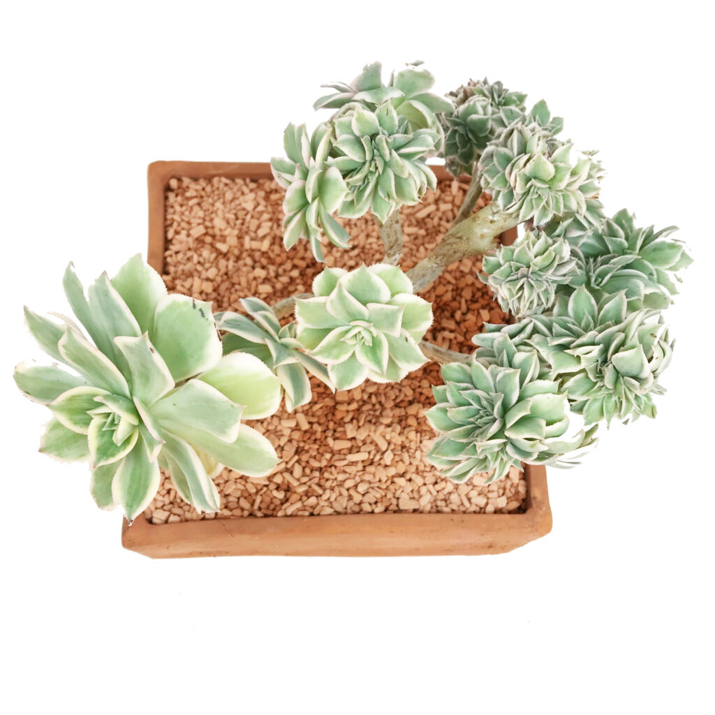 Aeonium ‘Sunburst’ form. Cristata