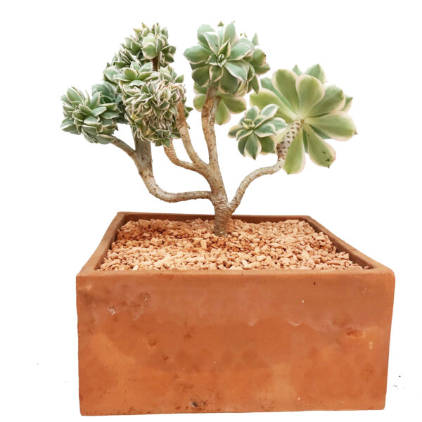 Aeonium ‘Sunburst’ form. Cristata – Image 3