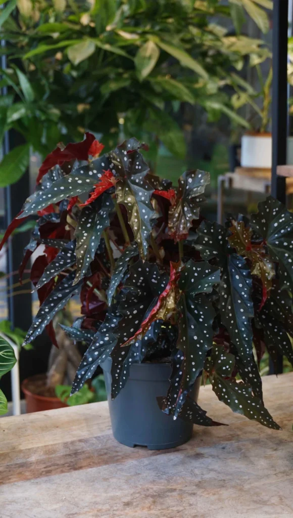 Begonia Maculata Black Forest_Studio Plantes_Pot de 14cm