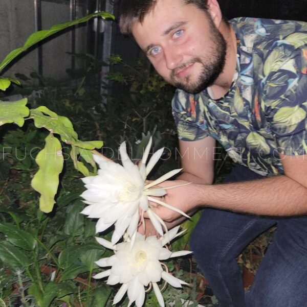 Epiphyllum oxypetalum en fleur