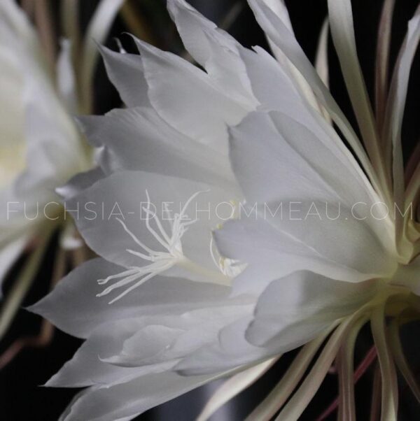 Epiphyllum oxypetalum – Image 4