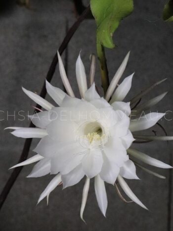 Epiphyllum oxypetalum en fleur