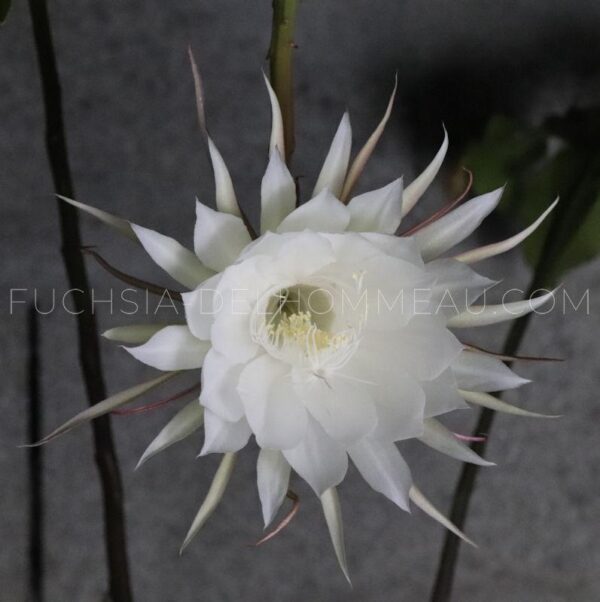 Epiphyllum oxypetalum – Image 3