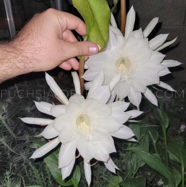 Epiphyllum oxypetalum – Image 2
