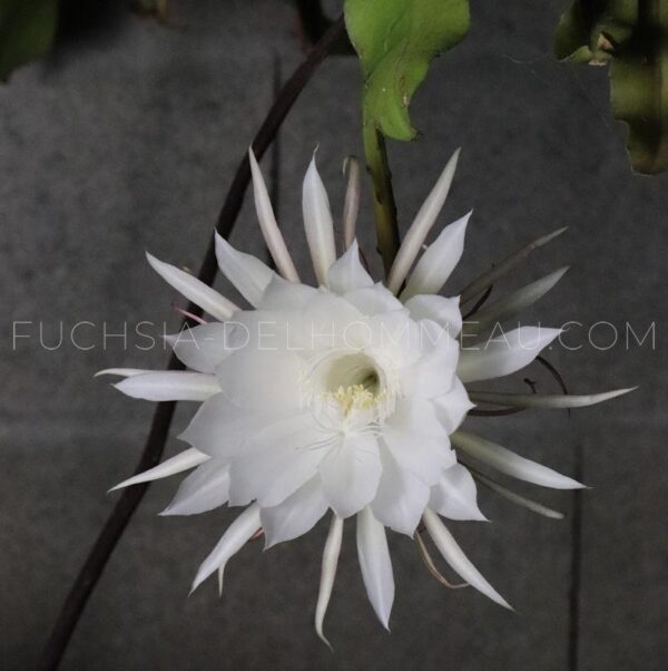 Epiphyllum oxypetalum en fleur