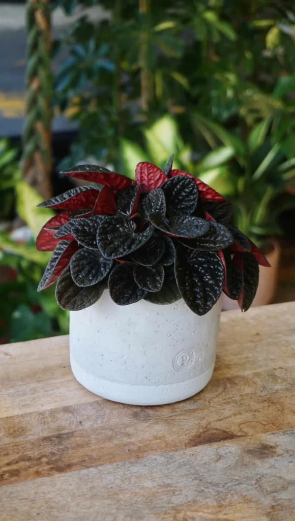 Peperomia Chocolat