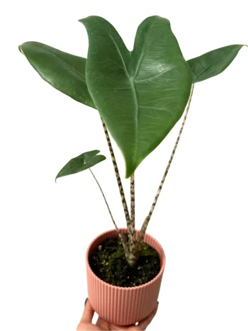 Alocasia Zebrina