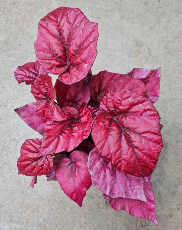 Begonia 'Inca Flame' – Image 3