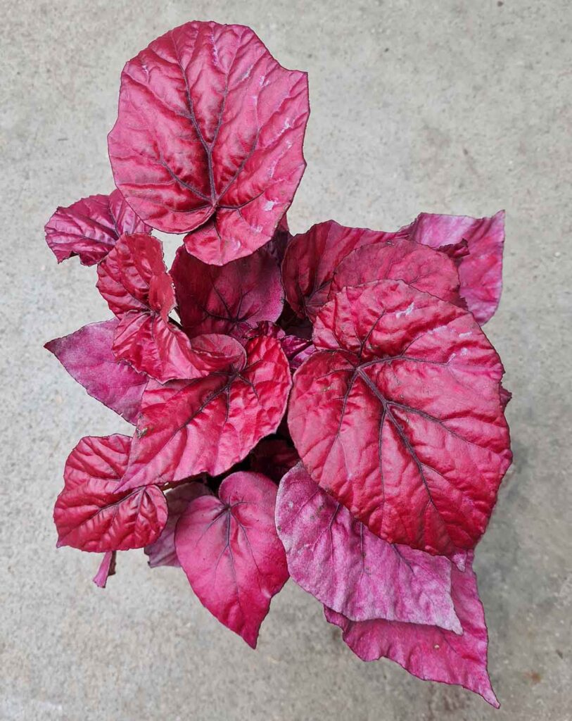 Begonia &lsquo;Inca Flame&rsquo;