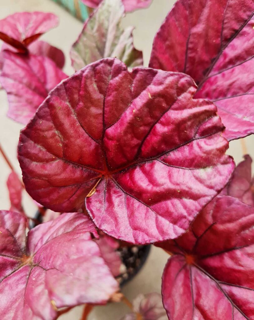 Begonia &lsquo;Inca Flame&rsquo;