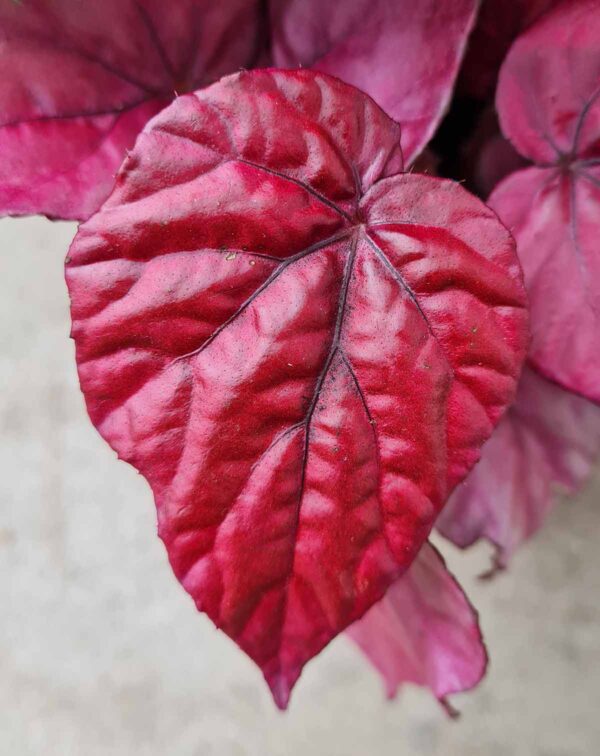 Begonia 'Inca Flame' – Image 2