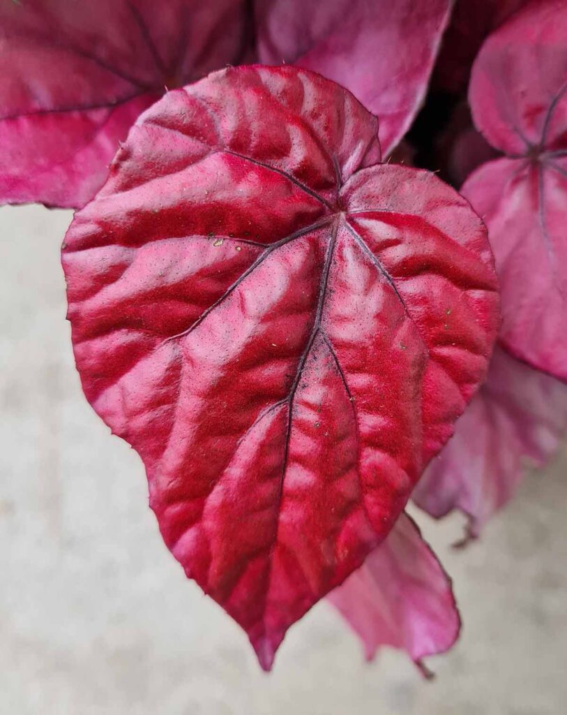 Begonia &lsquo;Inca Flame&rsquo;