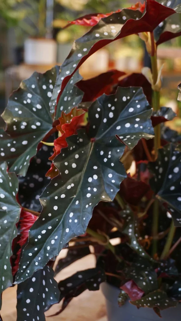 Begonia Maculata Black Forest_Studio Plantes_Pot de 14cm