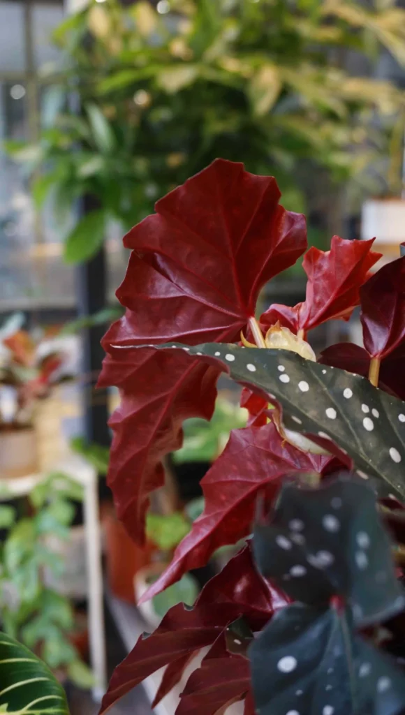 Begonia Maculata Black Forest_Studio Plantes_Pot de 14cm