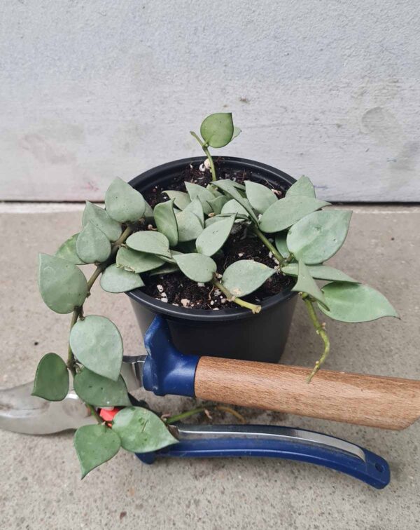 Hoya krohniana 'Eskimo' – Image 2