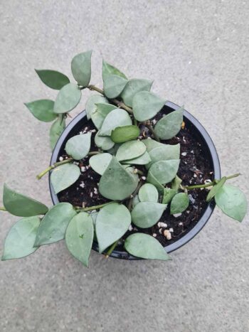 Hoya krohniana 'Eskimo'