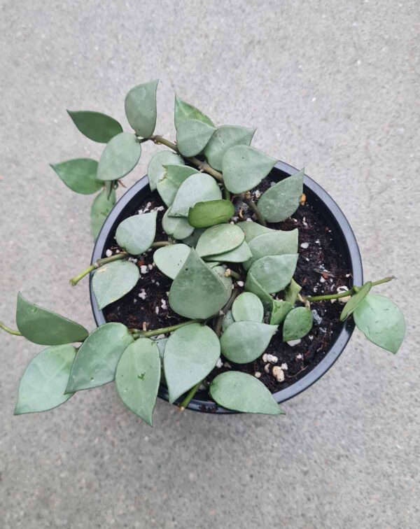 Hoya krohniana 'Eskimo'