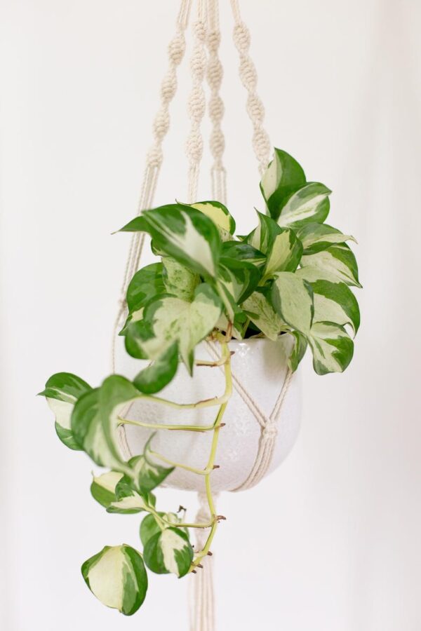 Suspension pour plantes en macramé - fait main en coton recyclé – Image 3