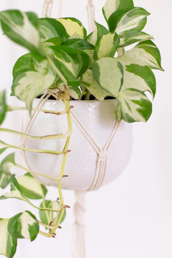 Suspension pour plantes en macramé - fait main en coton recyclé – Image 4