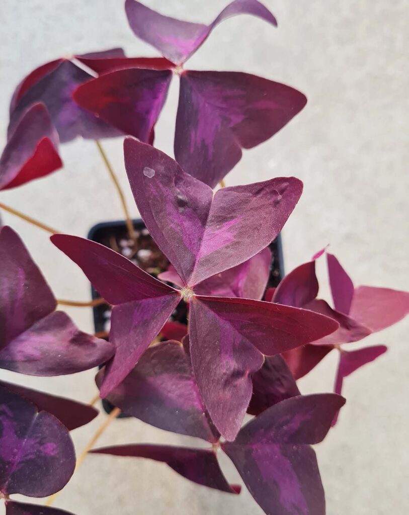 Oxalis triangularis pourpre_23 Degre_Pot de 12/13cm